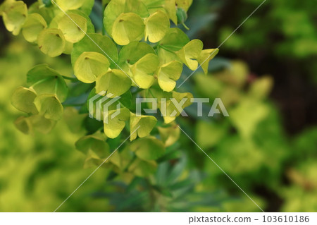 大戟開花路徑 103610186