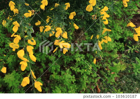 黃色花瓣 103610187
