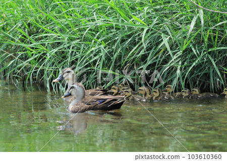 Parent and child spot-billed duck floating on the surface of the water 103610360