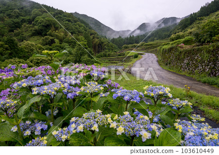 Scenery of terraced paddy fields at Bansho where hydrangeas bloom during the rainy season Scenery of terraced paddy fields at Bansho where hydrangeas bloom during the rainy season 103610449
