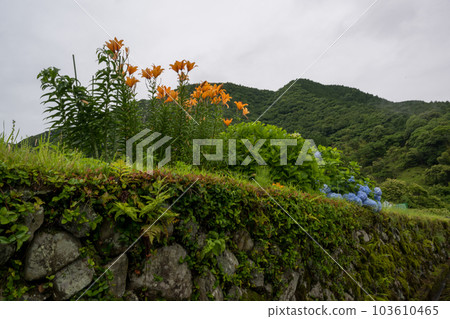 Scenery of terraced paddy fields at Bansho where hydrangeas bloom during the rainy season Scenery of terraced paddy fields at Bansho where hydrangeas bloom during the rainy season 103610465