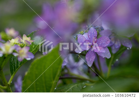 雨季繡球花盛開的番所梯田風光 103610472