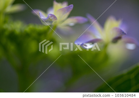 雨季繡球花盛開的番所梯田風光 103610484