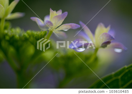 雨季繡球花盛開的番所梯田風光 103610485