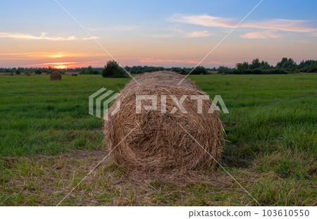 Rolls of dry hay lie in a field against the background of the departing sun. Sunset. Round bales of hay. Forage harvesting in agriculture. Landscape. Rolls of dry hay lie in a field against the background of the departing sun. Sunset. Round bales of hay. Forage harvesting in agriculture. Landscape. 103610550