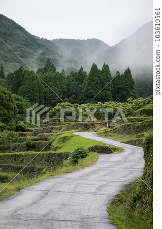 Scenery of terraced paddy fields at Bansho where hydrangeas bloom during the rainy season Scenery of terraced paddy fields at Bansho where hydrangeas bloom during the rainy season 103610561
