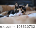 Kitten who woke up from a nap 3 103610732