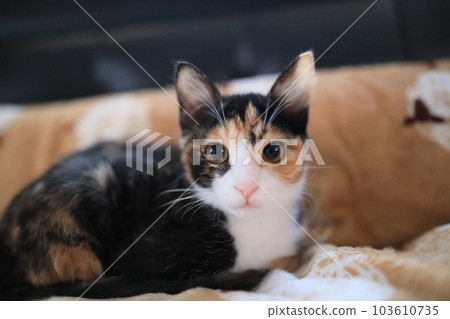 Kitten waking up from a nap 6 Kitten waking up from a nap 6 103610735