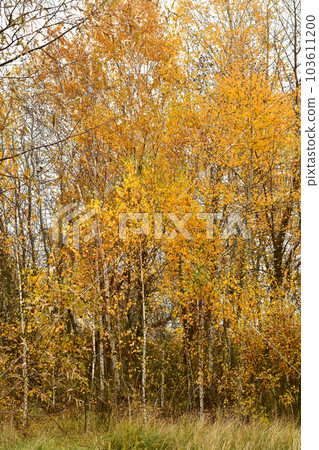Autumn landscape. Trees with yellow and sparse leaves. Autumn landscape. Trees with yellow and sparse leaves. 103611200