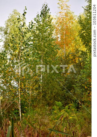 Autumn landscape. Tall trees with yellowing leaves. 103611204