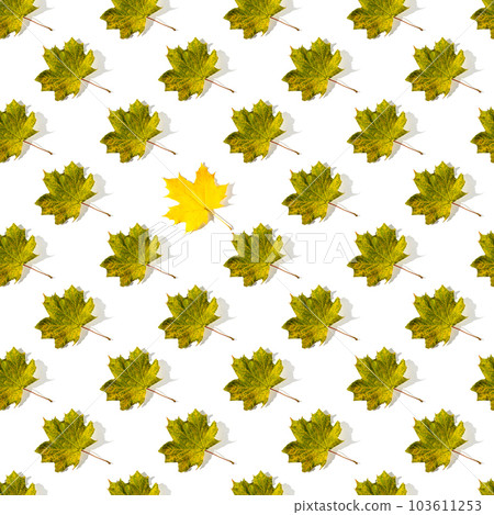 Seamless pattern of colorful autumn maple leaves with hard light isolated on white background Seamless pattern of colorful autumn maple leaves with hard light isolated on white background 103611253