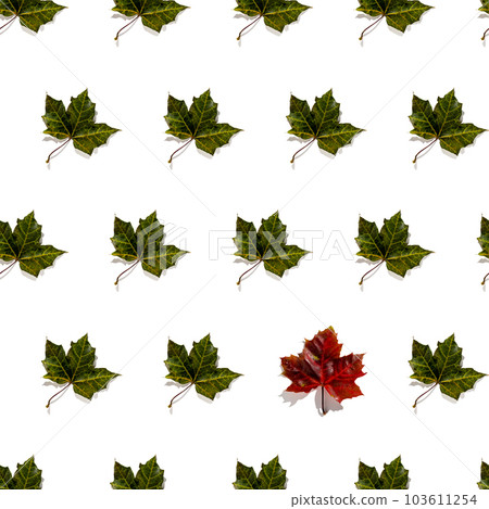 Seamless pattern of colorful autumn maple leaves with hard light isolated on white background Seamless pattern of colorful autumn maple leaves with hard light isolated on white background 103611254