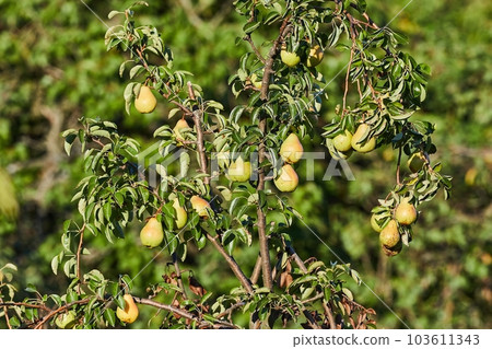 Pears tree closeup 103611343