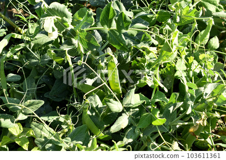 Bushes of green peas grown in the garden. Bushes of green peas grown in the garden. 103611361