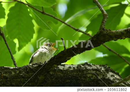 Little flycatcher chick 103611802