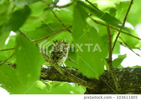 Little flycatcher chick 103611805