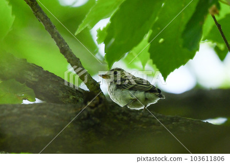 Little flycatcher chick 103611806
