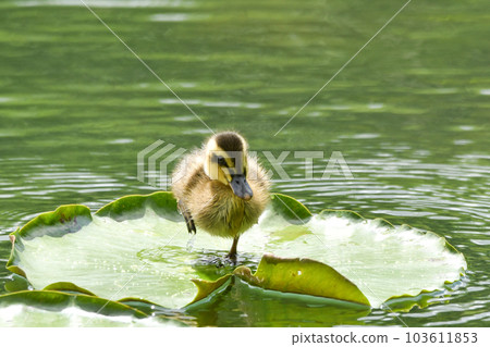 Chicks in the gulls 103611853