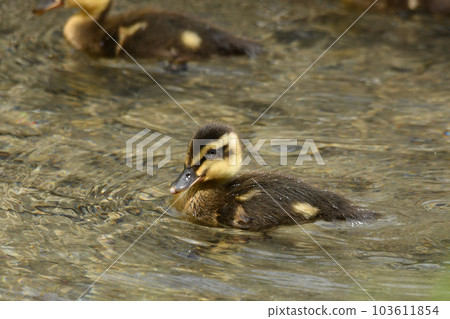 Chicks in the gulls 103611854