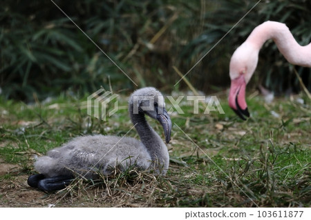 坐在火烈鳥小雞 坐在火烈鳥小雞 103611877