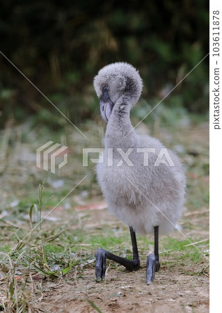 火烈鳥小雞坐著休息 火烈鳥小雞坐著休息 103611878