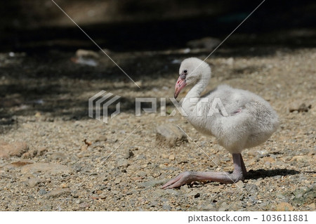坐著的火烈鳥小雞的肖像 103611881