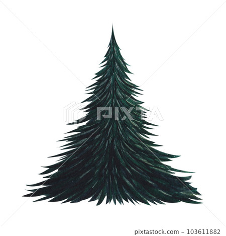 Fir tree, green spruce. Watercolor isolated illustration on a white background. Hand drawn 103611882
