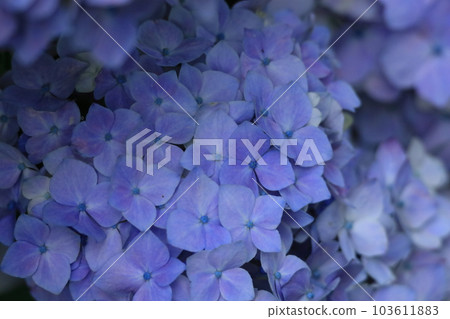 花朵 花 花卉 103611883