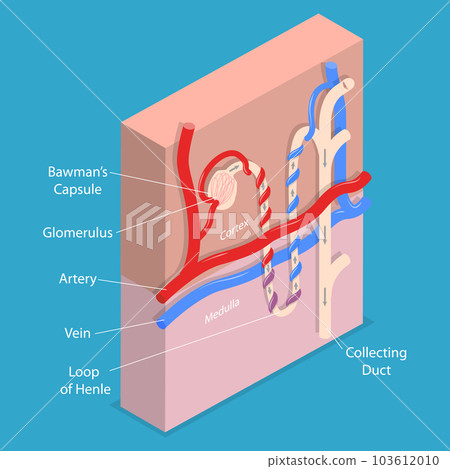 3D Isometric Flat Vector Conceptual Illustration of Structure Nephron of the Kidney 103612010