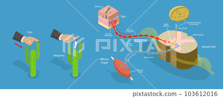 3D Isometric Flat Vector Conceptual Illustration of Reflex ARC 103612016