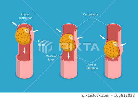 3D Isometric Flat Vector Conceptual Illustration of Peristalsis 103612028