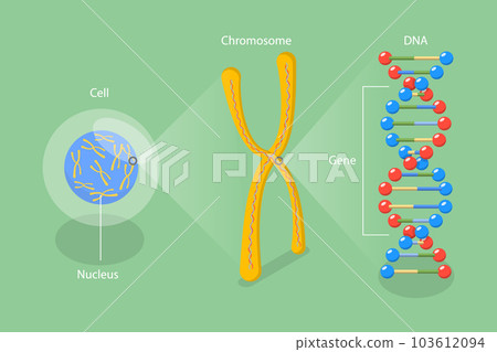 3D Isometric Flat Vector Conceptual Illustration of Molecular Biology 103612094
