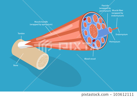 3D Isometric Flat Vector Conceptual Illustration of Skeletal Muscles 103612111
