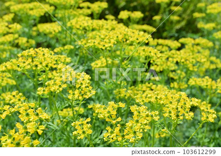 芸香科（芸香科）常綠小灌木 103612299