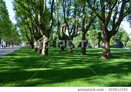 green of trees green of trees 103612391