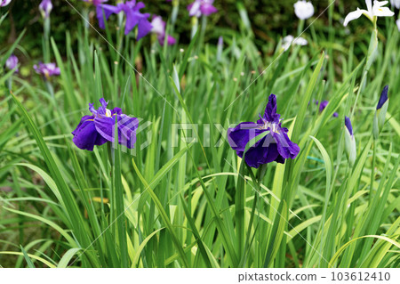 美麗綻放的紫色鳶尾花在水邊 美麗綻放的紫色鳶尾花在水邊 103612410