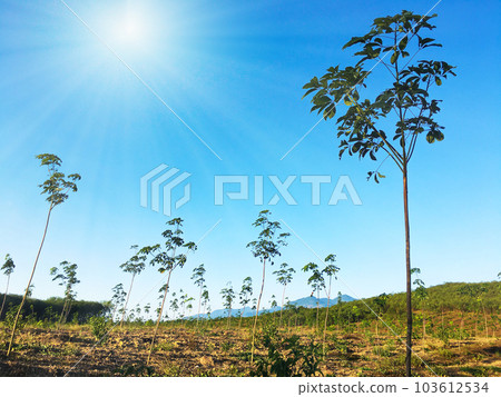 Rubber tree, latex rubber plantation and tree rubber Rubber tree, latex rubber plantation and tree rubber 103612534