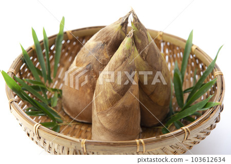 Bamboo shoot White back 103612634