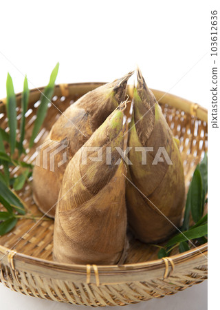 Bamboo shoot White back 103612636