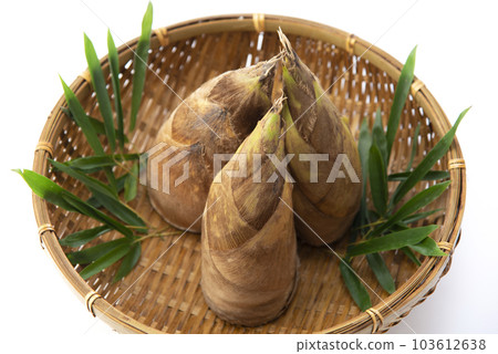 Bamboo shoot White back 103612638