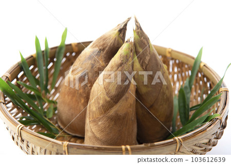 Bamboo shoot White back 103612639