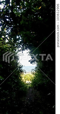 茅崎初夏的柳島海灘[5月] 103612906