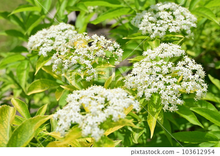 Elderberry (Sambugaceae) deciduous shrub 103612954