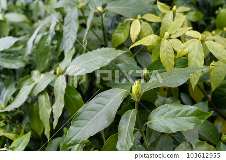 Bright green aoki leaves 103612955