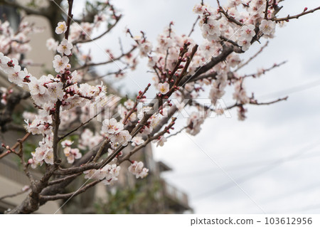 Pink plum blossoms that color early spring 103612956