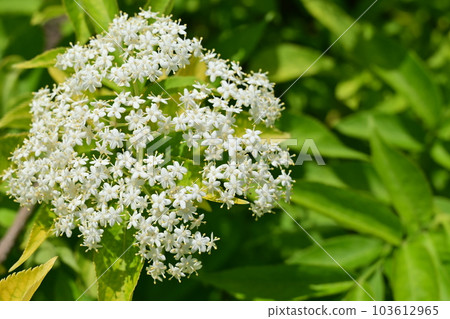 Elderberry (Sambugaceae) deciduous shrub Elderberry (Sambugaceae) deciduous shrub 103612965