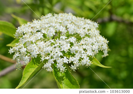 Elderberry (Sambugaceae) deciduous shrub Elderberry (Sambugaceae) deciduous shrub 103613000