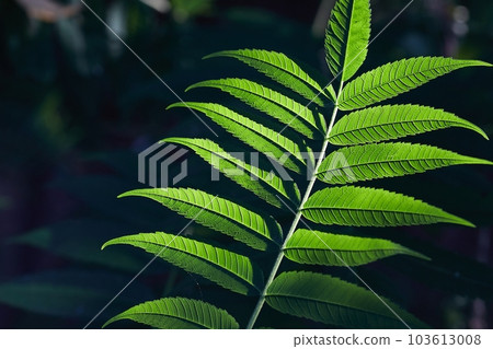 Green Leaves of Spring 103613008