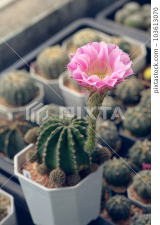Cactus with flowers called "Echinopsis hybrid angel" Cactus with flowers called "Echinopsis hybrid angel" 103613070