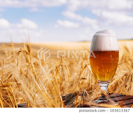 a glass of beer in a wheat field 103613367